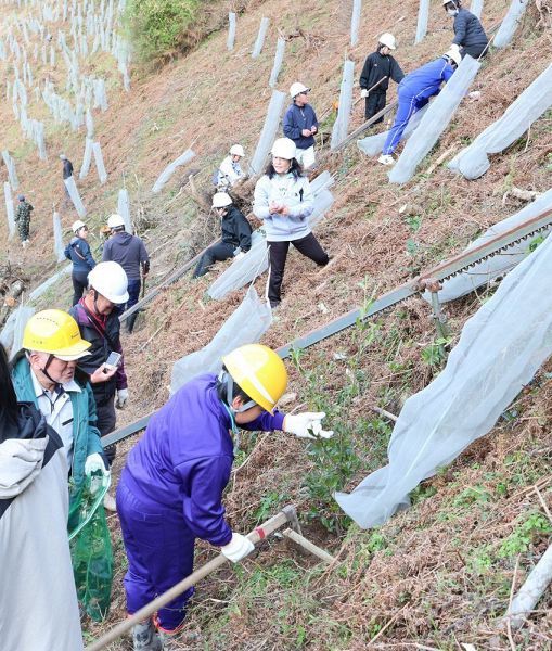 ウバメガシの苗木を植樹する小中学生ら（和歌山県田辺市秋津川で）