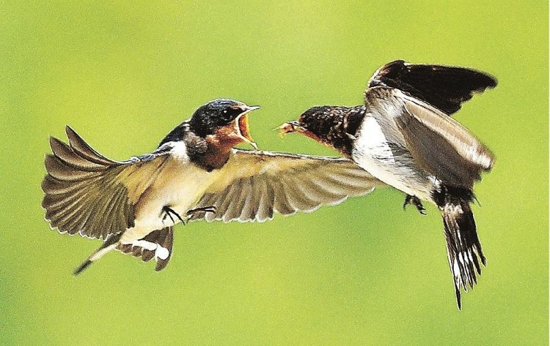 空中で子ツバメ（左）に餌を与える親ツバメ＝和歌山県上富田町生馬で