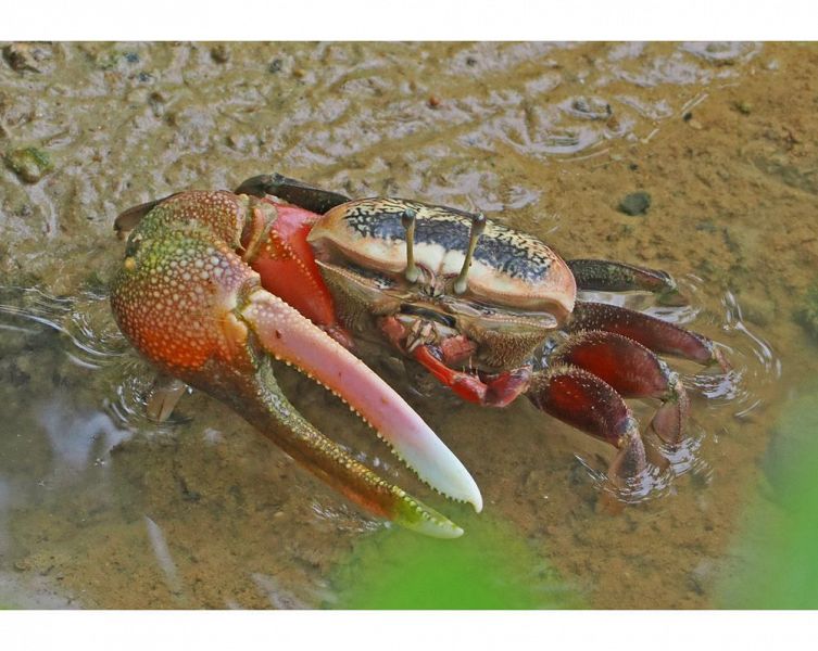 小さなはさみで泥を口に運ぶシオマネキの雄（和歌山県田辺市新庄町で）