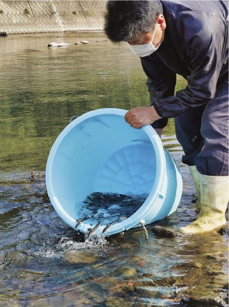 稚アユを川に放す南部川漁協の役員（２７日、みなべ町東本庄で）