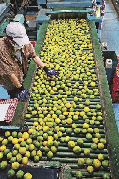 出荷された極早生ミカン（２０２３年９月、和歌山県田辺市下三栖のＪＡ紀南総合選果場で）