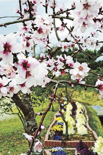 ピンク色の花を咲かせたアーモンド（２３日、和歌山県みなべ町東吉田で）