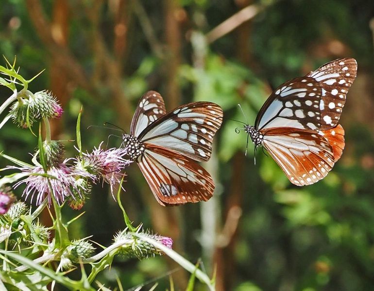 アザミの花に飛来したアサギマダラ（２８日、和歌山県田辺市龍神村で）