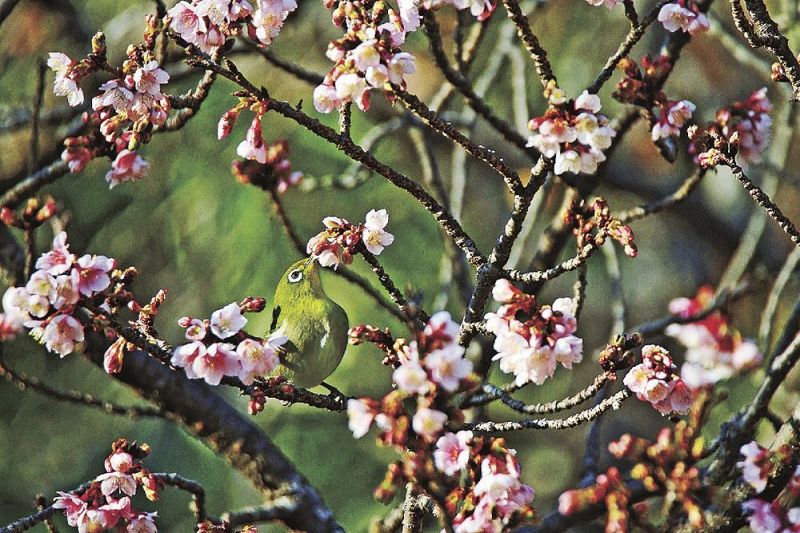 蜜を求めてメジロが飛来している（１８日、和歌山県田辺市稲成町で）