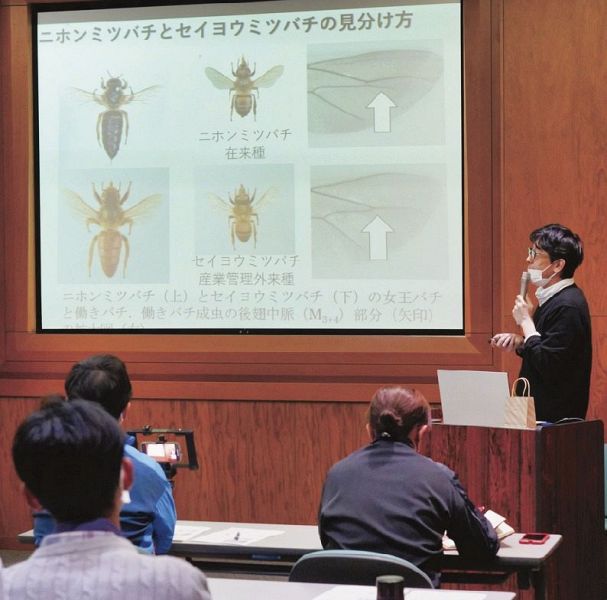 ニホンミツバチについて学んだ世界農業遺産推進協議会の勉強会（和歌山県みなべ町で）