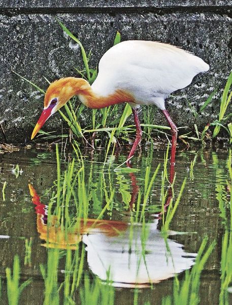 くちばしや目が婚姻色に染まったアマサギ（和歌山県田辺市下万呂で）