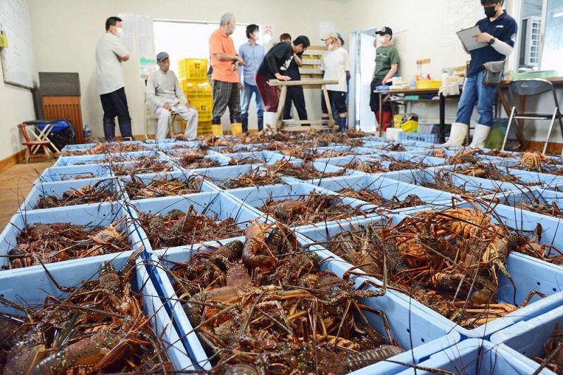 大量に水揚げされたイセエビ。漁港は活気づいている（２２日、和歌山県みなべ町堺で）