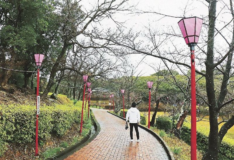 花見用のぼんぼりが設置された平草原公園。ソメイヨシノはまだつぼみ（２３日、白浜町で）