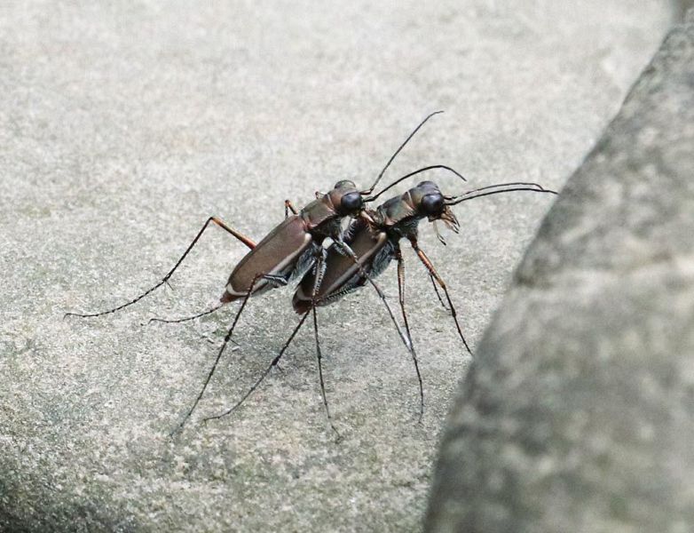 ヨドシロヘリハンミョウの交尾。上が雄で下が雌