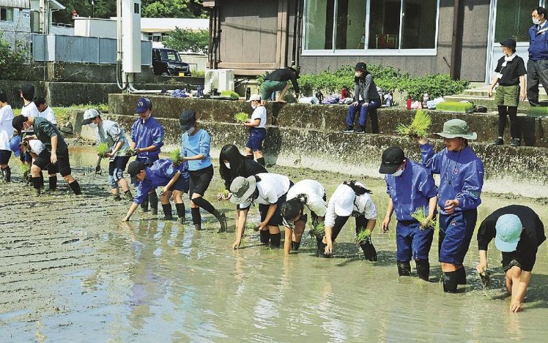 田植えを体験する初芝立命館中学校と周参見中学校の生徒（和歌山県すさみ町周参見で）