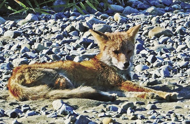 河原の真ん中でくつろぐキツネ（和歌山県白浜町で）