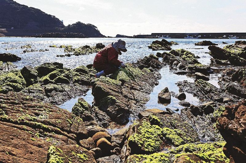 アオサを収穫する地元の女性（７日、和歌山県白浜町椿で）