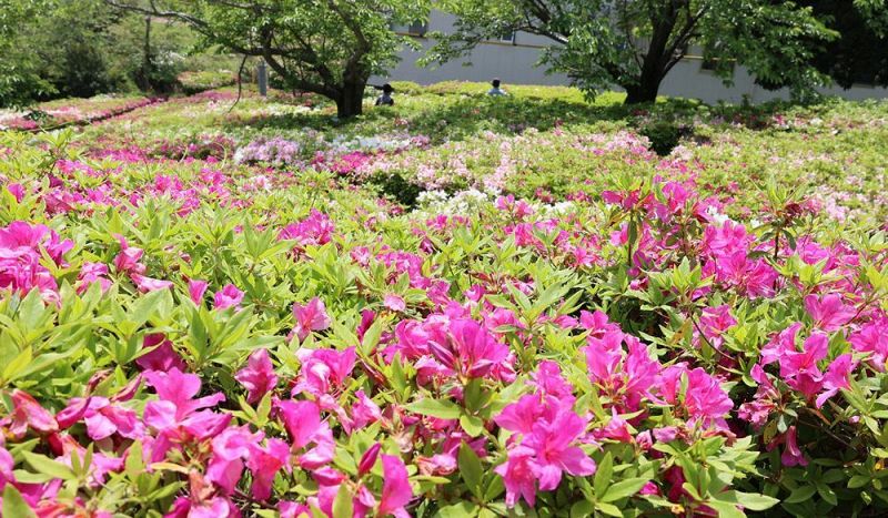 見頃を迎えた平草原公園のツツジ（和歌山県白浜町で）