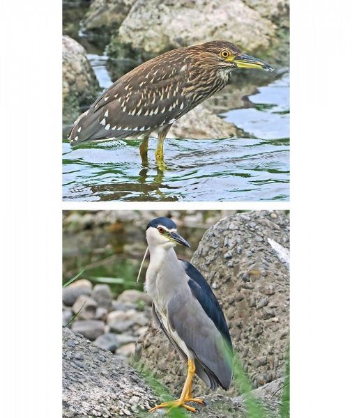 右会津川で餌を探すゴイサギの幼鳥、
下は成鳥（和歌山県田辺市秋津町で）