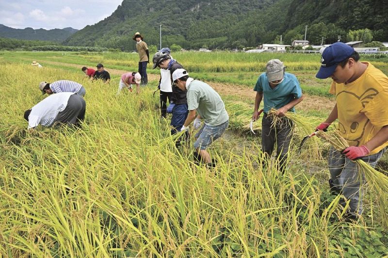 たわわに実ったコシヒカリを収穫するエコ工房四季の利用者ら（古座川町潤野で）