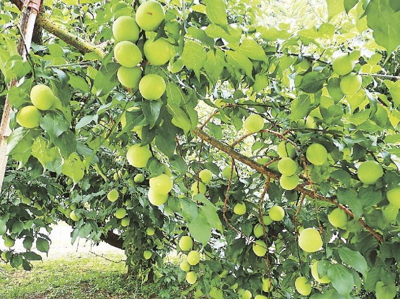 「凶作」の今年でも実を多くつけた南高梅の木（和歌山県田辺市内で）＝県うめ研究所提供