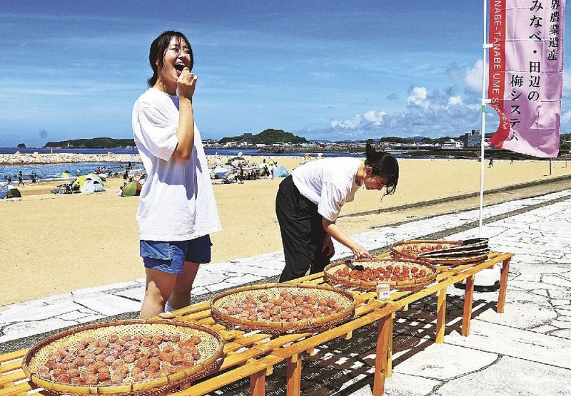 海水浴場で天日干しした梅を自由に味わうことができる（２７日、和歌山県田辺市扇ケ浜で）