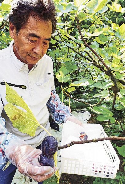 イチジクが収穫時季 田辺市下万呂では４品種：紀伊民報AGARA｜和歌山県のニュースサイト