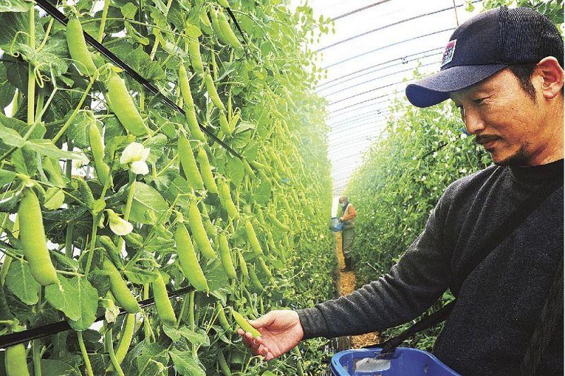 大きく実ったウスイエンドウを収穫する農家（和歌山県みなべ町東吉田で）