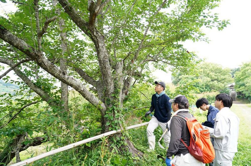 クビアカツヤカミキリの被害がないかサクラの木を調べる県や田辺市の職員（２２日、和歌山県田辺市中芳養で）