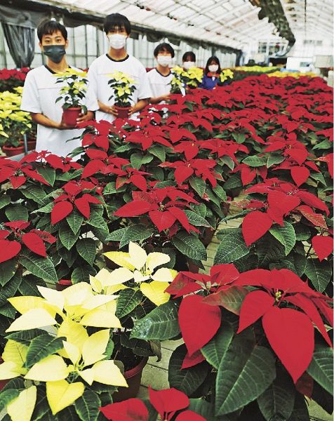 熊野高校の生徒が育てたポインセチア（和歌山県上富田町朝来で）