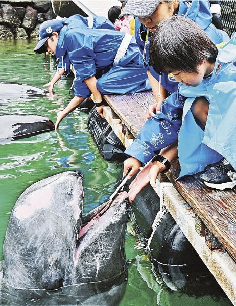 ハナゴンドウの歯を磨く太地こども園の園児（１日、和歌山県太地町で）