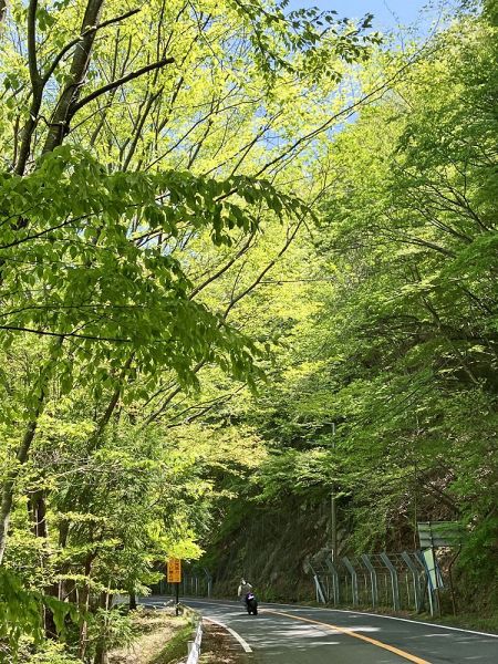 新緑のトンネルをくぐるような高野龍神スカイライン（１日、和歌山県田辺市龍神村龍神で）