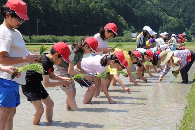 田植えを体験する大阪府の児童（１６日、和歌山県白浜町口ケ谷で）