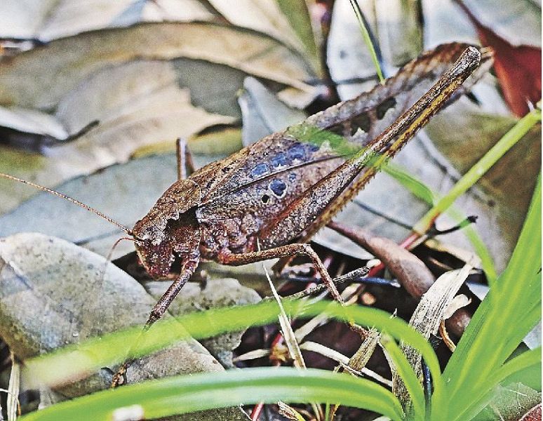 近年、増えているとみられているタイワンクツワムシ（和歌山県田辺市稲成町で）