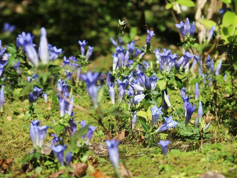 見頃を迎えたアサマリンドウの花（和歌山県那智勝浦町の阿弥陀寺で）