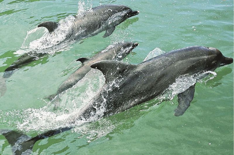 いけすの中を元気よく泳ぐマダライルカの赤ちゃん（中央）＝２８日、和歌山県太地町で