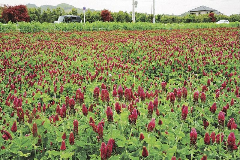 田んぼ一面に広がるクリムゾンクローバー（和歌山県みなべ町筋で）