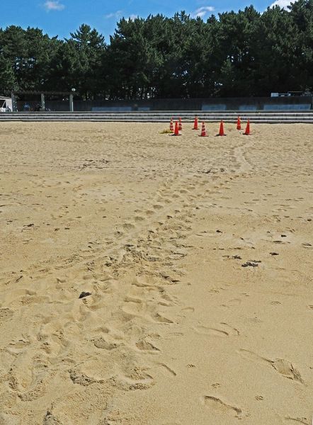 ウミガメが上陸した跡。掘り返した辺りを保護している（２８日、和歌山県田辺市の扇ケ浜海水浴場で）