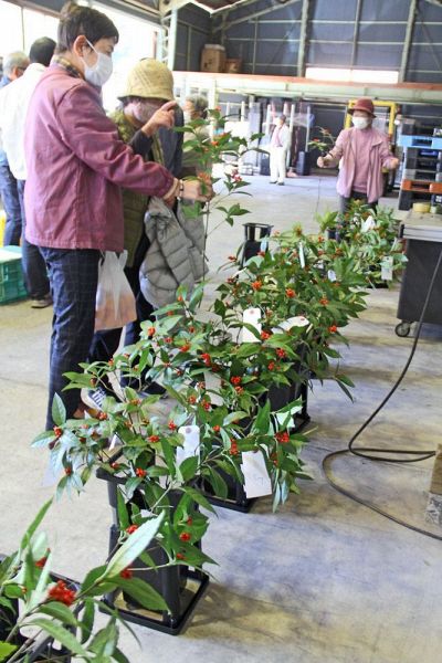 切り花の規格を生産者に見本で確認してもらうためＪＡが開いた目ぞろえ会