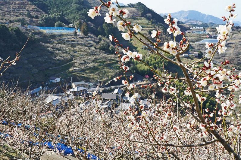 ３年ぶりに開園する紀州石神田辺梅林（昨年３月上旬、和歌山県田辺市上芳養で）