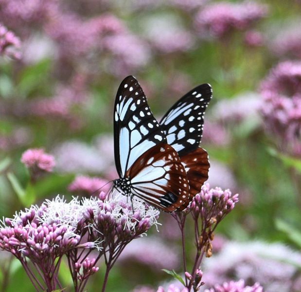 「ふじばかま園」に飛来したアサギマダラ。蜜を吸いながら、花の間を優雅に飛び回っている（４日、和歌山県田辺市龍神村殿原で）