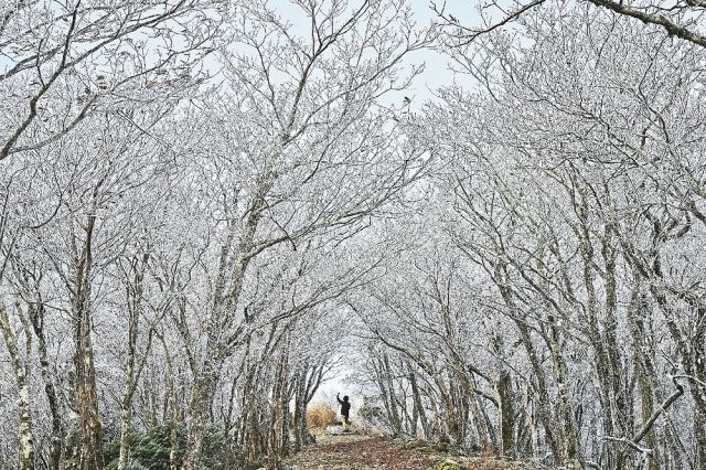 和歌山県内最高峰の龍神岳近くで霧氷に覆われた木々（１９日午前８時過ぎ、和歌山県田辺市龍神村で）